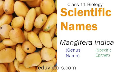 Biology - Scientific Names (#Class11Biology)(#NEET)(#Class12Biology)(#Class9Biology)