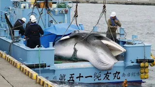 After 31 Years, Japan resumes Commercial Whaling