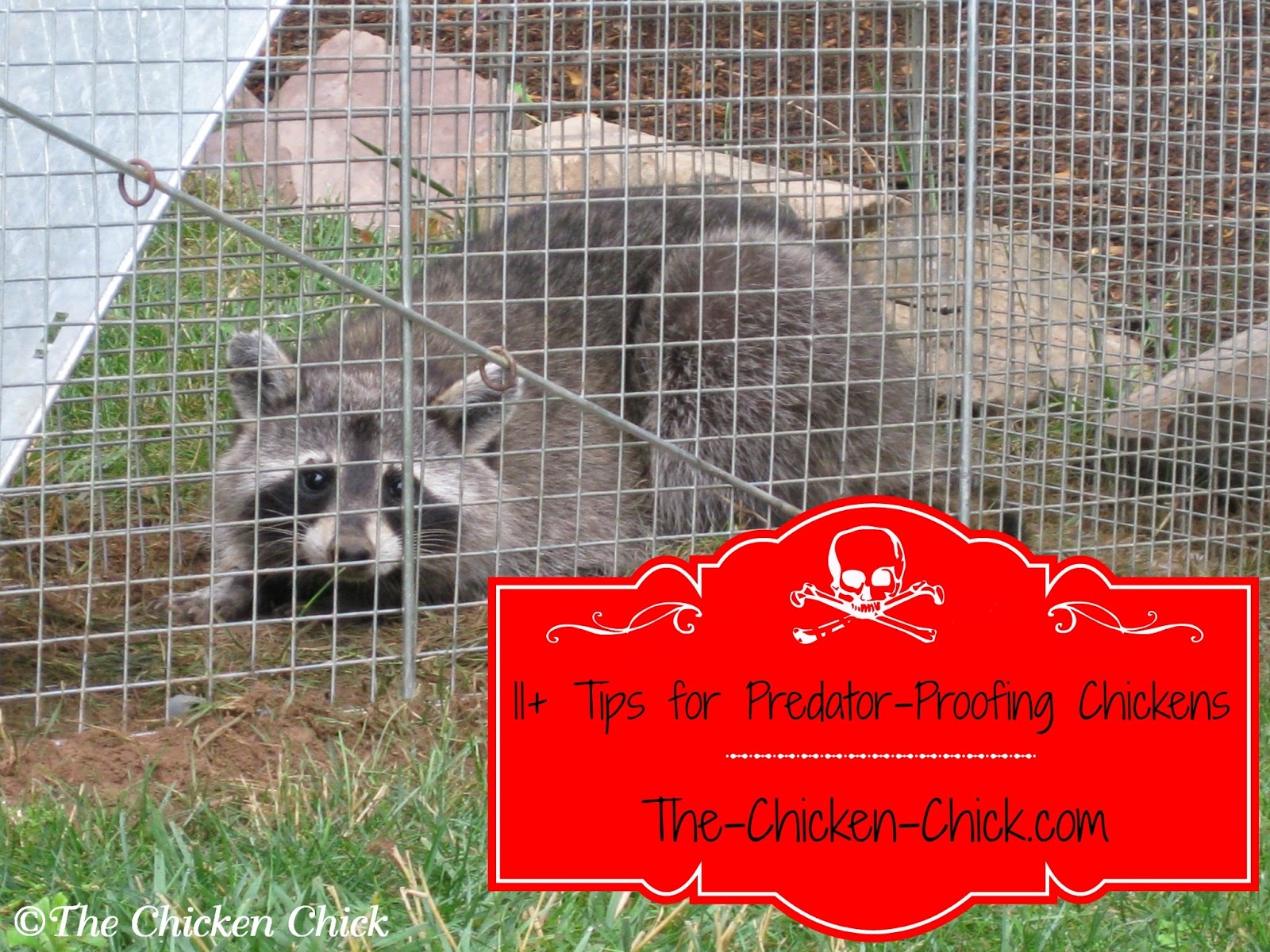 The Chicken Chick 11 Tips For Predator Proofing Chickens