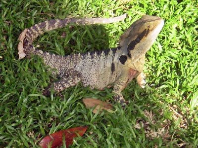 BRISBANE DRAGON LIZARD