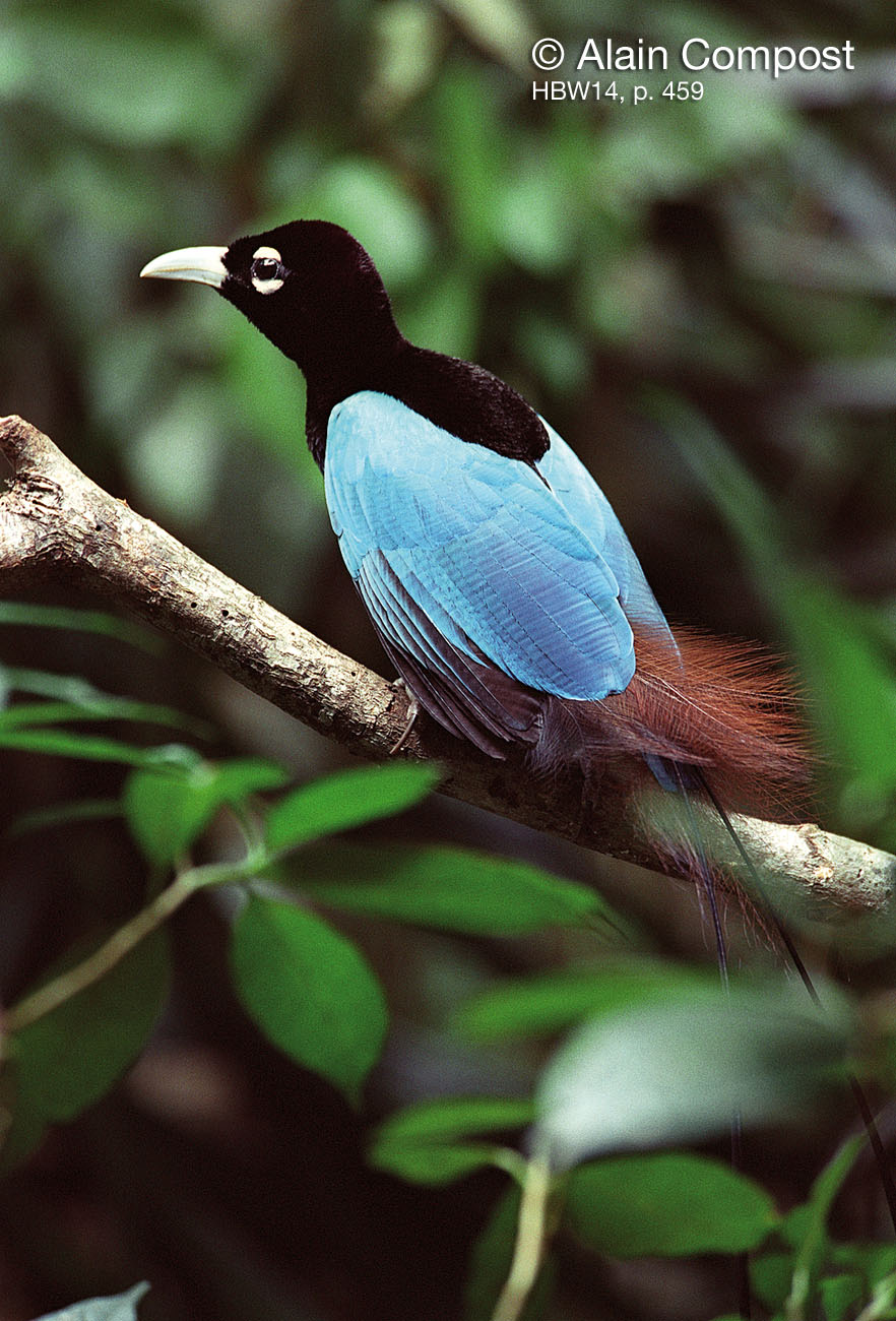 Berita Dan Ilmu Pengetahuan Burung Cendrawasih Burung Surga Bird