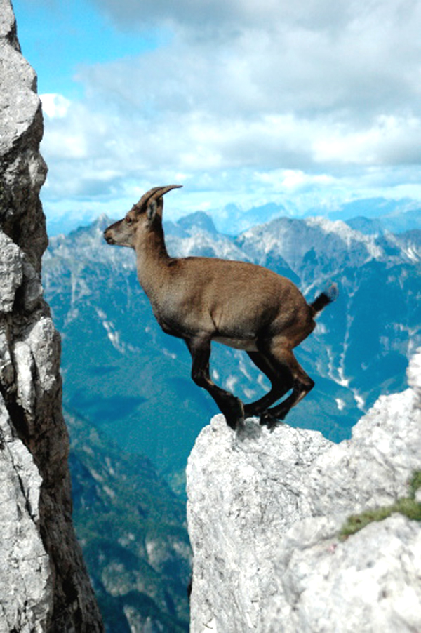 jumping goat, jumping goats, goats are jumping, goat jumping, beautiful jumping goat