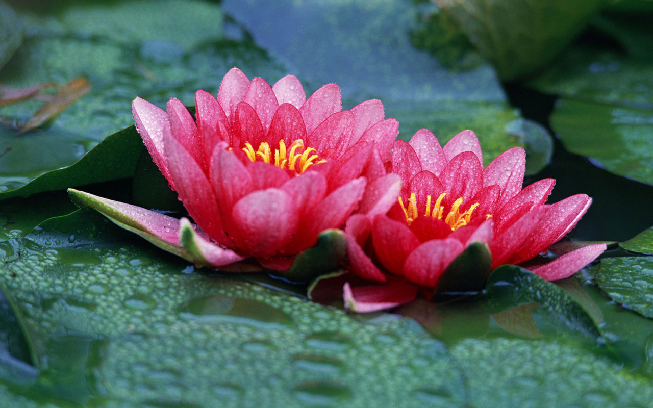 Red Lotus Flower Flower HD Wallpapers, Images, PIctures