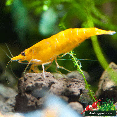 Neocaridina heteropoda de la variedad orange sakura