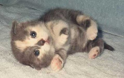 Tiny Baby Kitten Pics