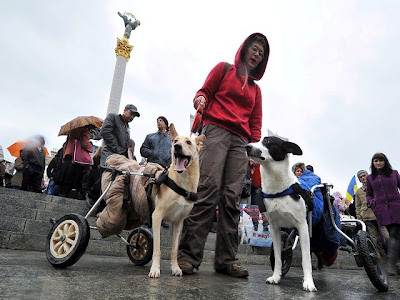 ucrania marcha defensa perros Eurocopa 2012 silla de ruedas perritos ShurKonrad