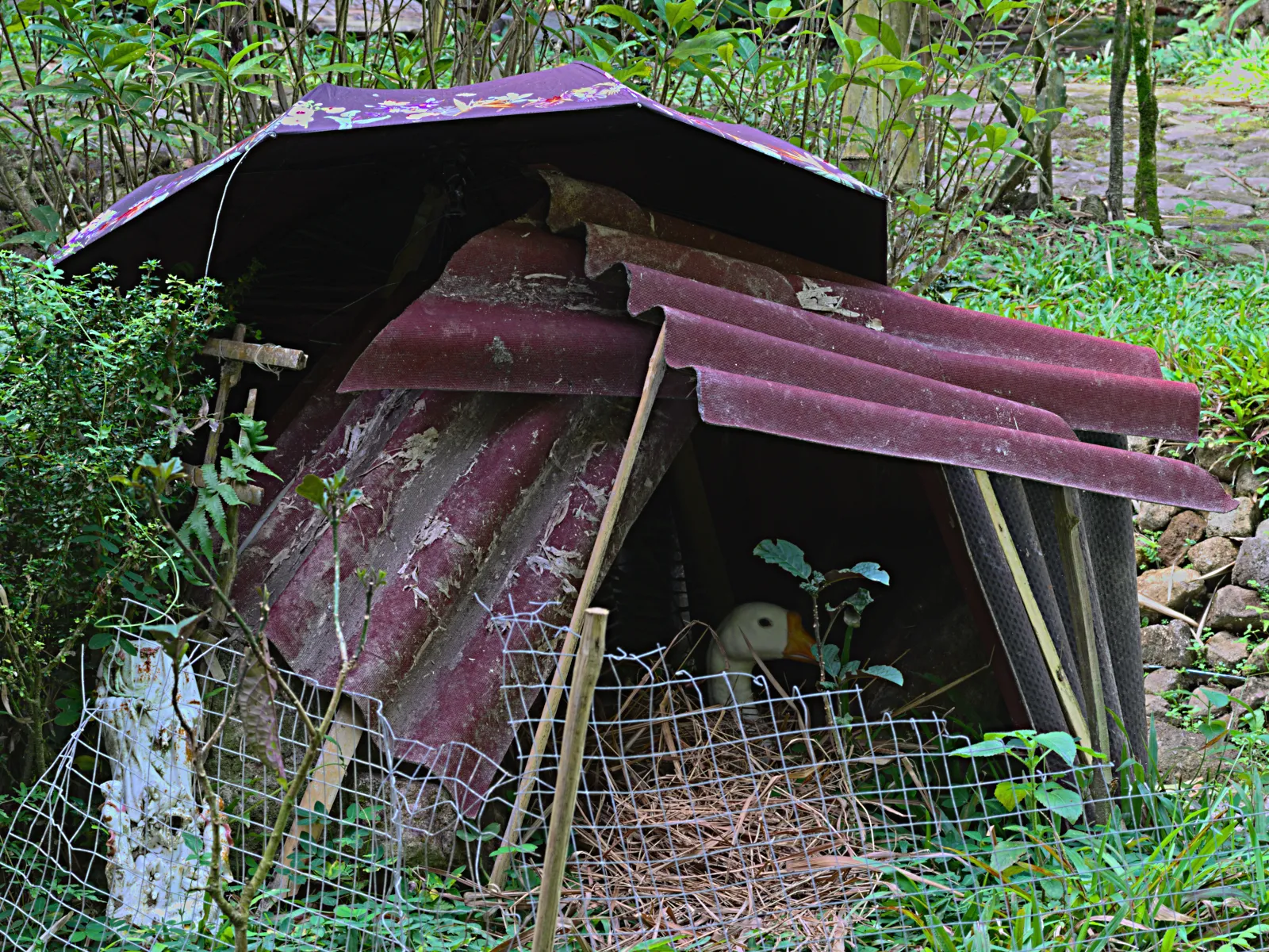 Bella is one of our geese. She chose to place her nest between two rocks. M'Lady thought she needed shelter from the rain and predators. 