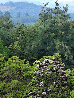 flowering shrub on mountain