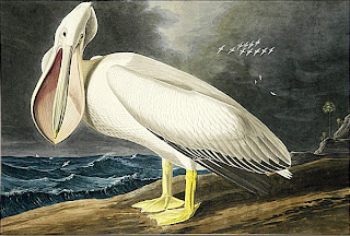 American White Pelican.