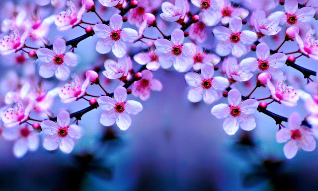 10 Gambar  Wallpaper Bunga  Sakura  Gambar  Top 10