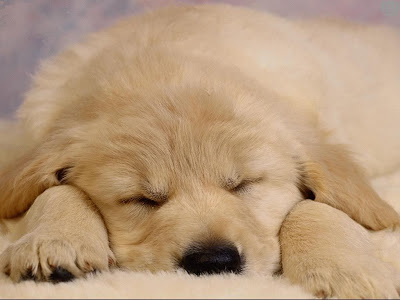 golden retriever puppy wallpaper. wallpaper golden retriever