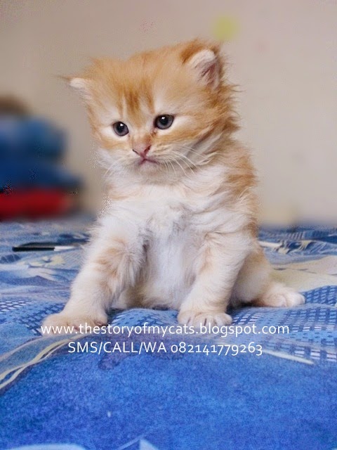 Gambar Bunga Wijaya Jual Anak Kucing Persia Medium Warna 