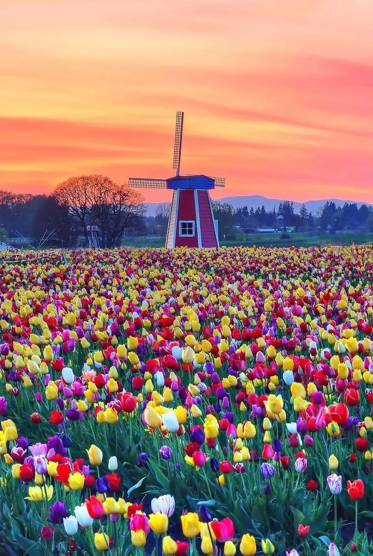 Tulip Garden Wallpaper