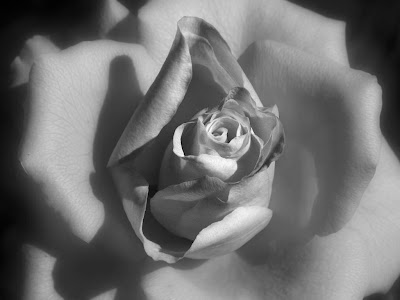 White Rose Normal Resolution HD Wallpaper 2