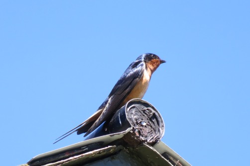 20160509-IMG_3389-2016-05-9-13-44.jpg