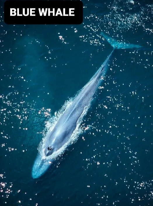 حقائق مذهلة ومعلومات مثيرة عن الحوت الأزرق أضخم كائنات الأرض