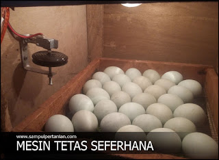 Membuat Mesin Penetas Telur yang sederhana