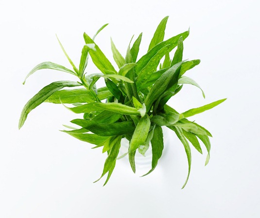 tarragon