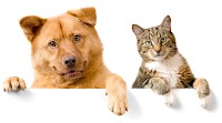 Pets Crazes