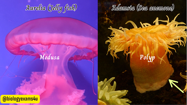 Difference between Polyps and Medusae