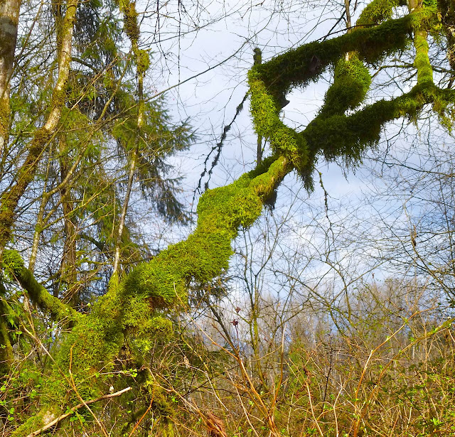 mossy trees - Derby's Reach, Langley, BC Canada