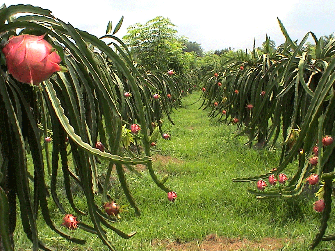 kebunbibit.id