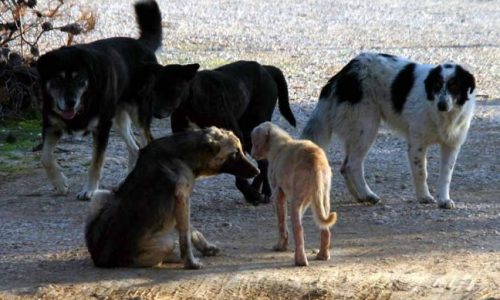 Σχεδόν κάθε γειτονιά της Ελλάδας έχει μερικά αδέσποτα. Η επιβίωσή τους εξαρτάται από τη φιλοζωϊα των περίοικων.