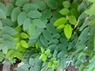 daun katuk untuk kesehatan