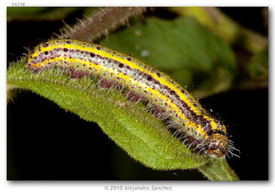 oruga de mariposa blanca de la col