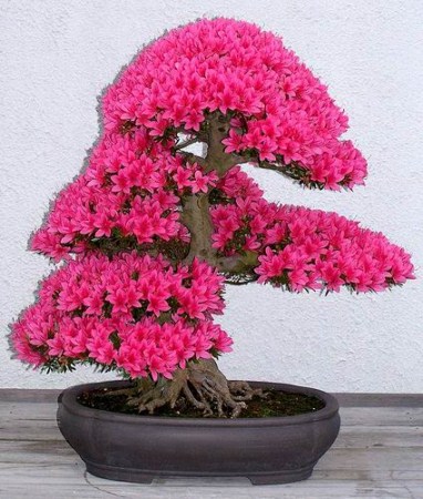 Bonsai Trees on Wallpapers Unlimited  Beautiful Japanese Bonsai Trees