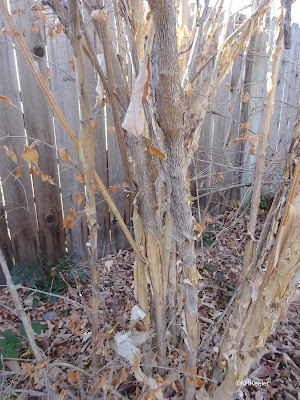 beauty bush, Linnaea amabilis, peeling bark