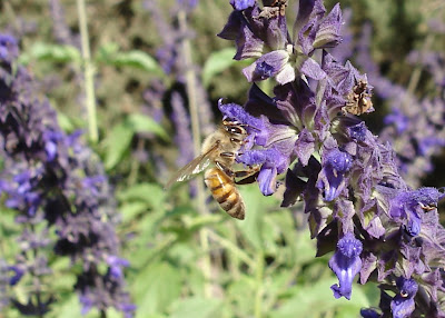 Bee on flower