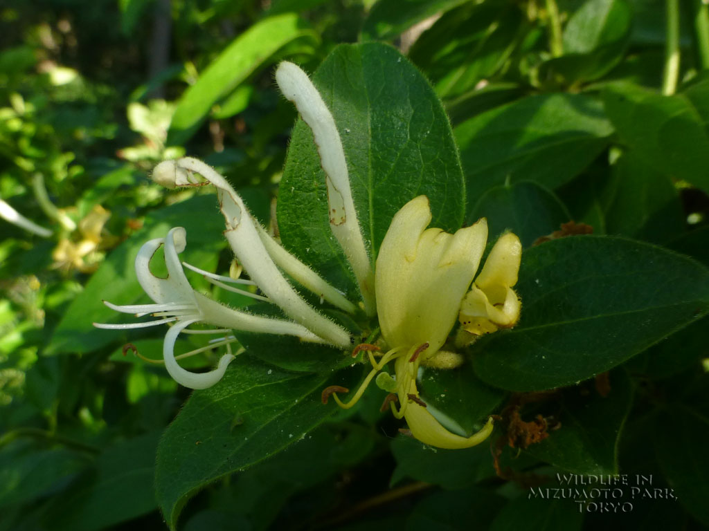 スイカズラ Japanese Honeysuckle 水元公園の生き物