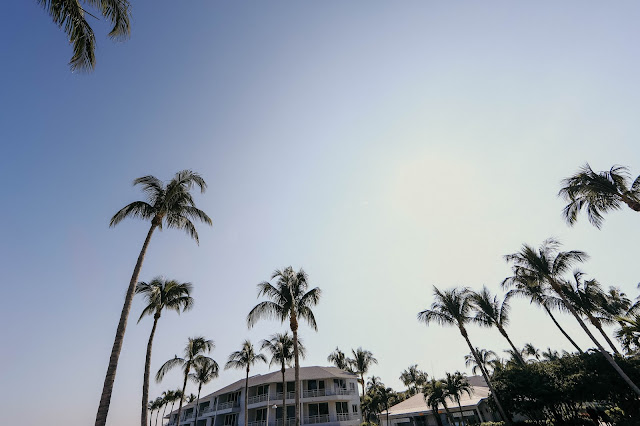 Palm tree pictures at South Seas Island Resort, Captiva Island