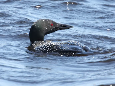 common loon cartoon. wallpaper common loon in