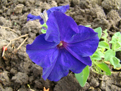 Petunia integrifolia - Violet petunia care and culture