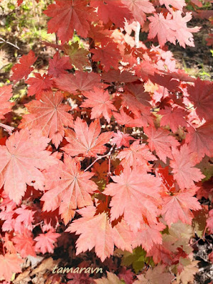 Клён ложнозибольдов (Acer pseudosieboldianum)