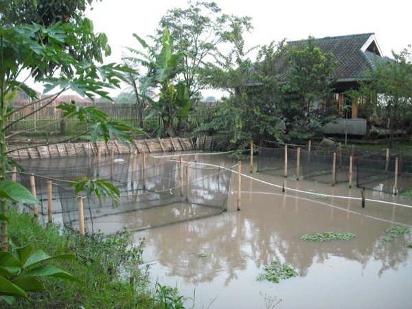 pelatihan ternak kambing