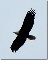 eagle