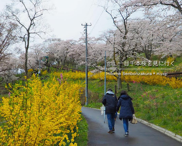 日帰りで宮城の一目千本桜を見に行ってきた