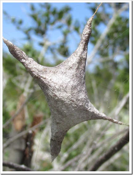 Florida Orb Weaver Egg Casing Spider Insect Bug (2)