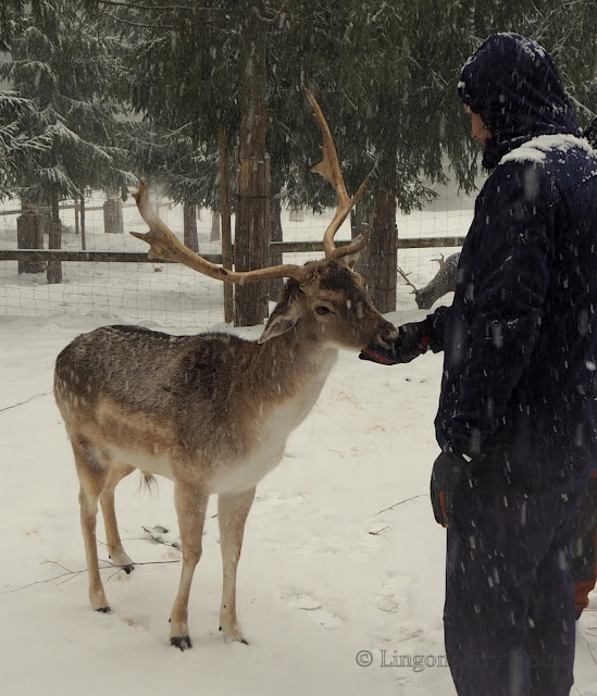 lingonberryhouse, himos, hirvikartano, moosing experience, jämsä, peura, poro, lomareissu, deer, reindeer