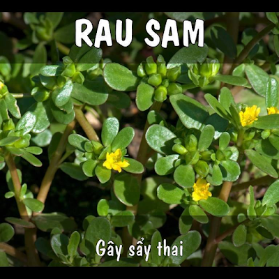 Rau sam