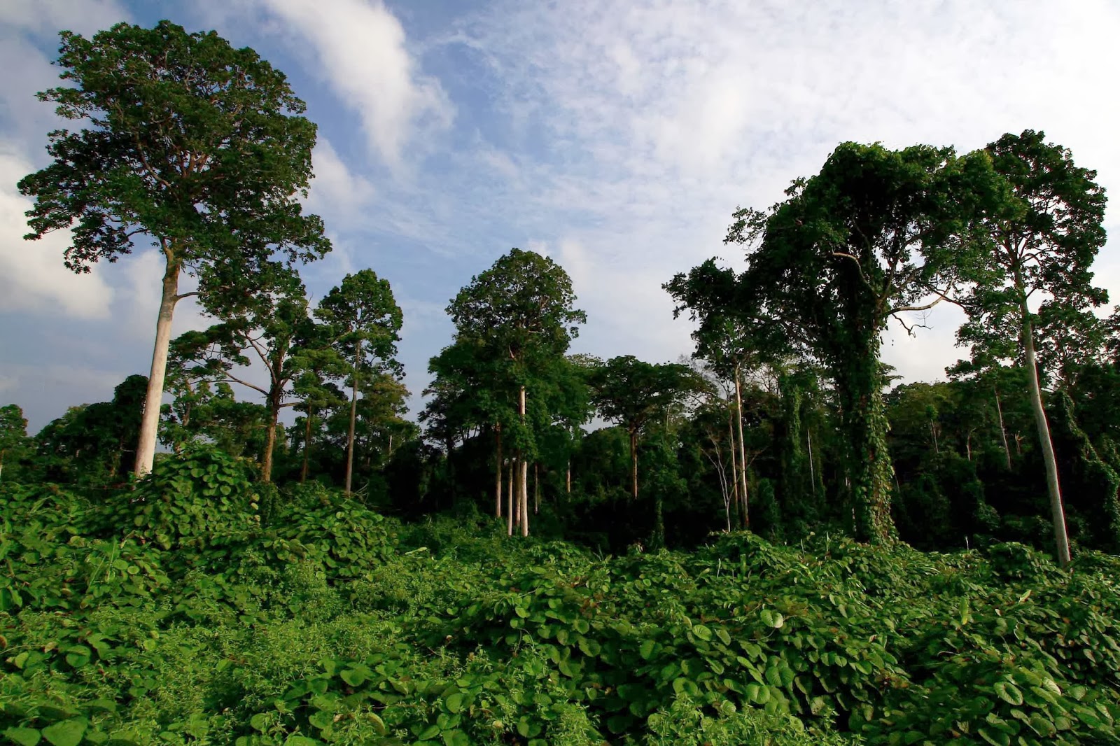 Merindu Hutan Hijauku