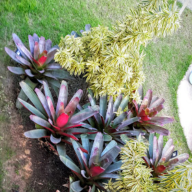 🌿  Nᴏᴍᴇ Comum  【Bromélia-imperial-vermelha , Bromélia-gigante🅿🅾🆁】  【Imperial Bromeliad🅸🅽🅶】    🌲 Sɪɴᴏɴíᴍɪᴀ    Vriesea gigantea