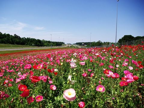 Views from the Garden: Growing a Natural Flower Garden