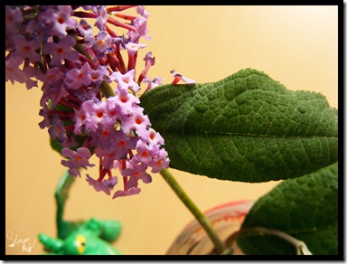 buddleia above