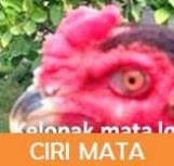 Ciri ayam bangkok dengan mata yang bagus