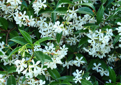 Trachelospermum jasminoides grow and care