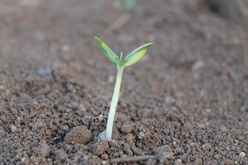 A green young plant sprouts from the dirt